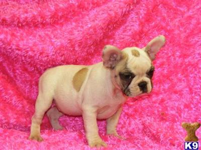 French Bulldog Puppies for Sale